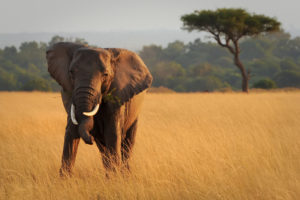 Maasai Mara Elephant Photo Credit: © Amy Harris |Dreamstime.com