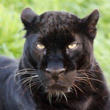 Animal Spirit